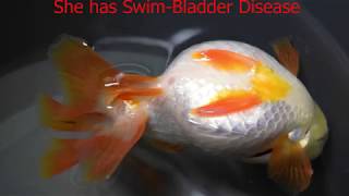 Swim Bladder Disease in Goldfish [upl. by Ramedlab467]