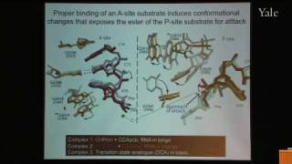 From Structure and Function of Ribosomes to New Antibiotics [upl. by Deborah615]