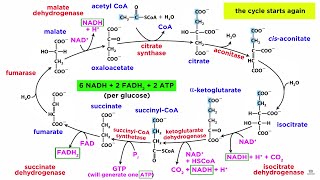 The Importance of Hydrochloric acid HCL in the Stomach – Dr Berg [upl. by Yendirb925]