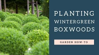 Planting Wintergreen Boxwoods [upl. by Holbrooke]