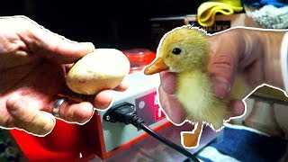 Incubating Duck Eggs from START TO FINISH  Rite Farm 3600 Incubator [upl. by Krispin]