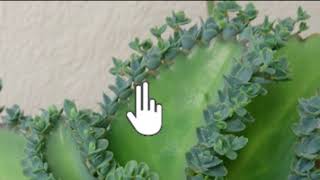 Vegetative propagation amp advantages  How do organisms reproduce  Biology  Khan Academy [upl. by Yenor846]