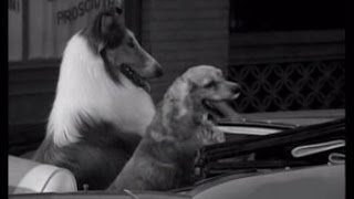 Lassie  Episode 267  quotThe Dognappersquot  Season 8 Ep 12  12031961 [upl. by Adnahsal]