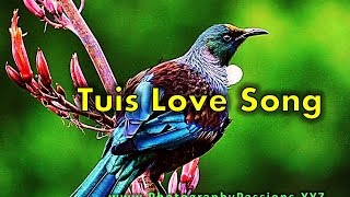 TUI BIRD SOUNDS amp CALLS Singing amp Calling of Tui Birds in the Bush [upl. by Litnahs]