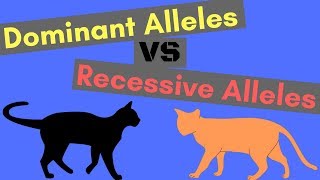 Dominant Alleles vs Recessive Alleles  Understanding Inheritance [upl. by Yona515]