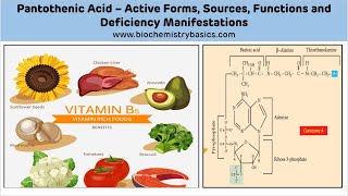 Pantothenic Acid Biochemistry  Vitamin B5 Biochemistry  Coenzyme A [upl. by Iolanthe445]