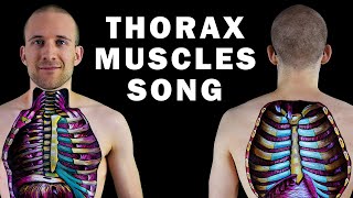 THE THORAX MUSCLE SONG [upl. by Strenta]