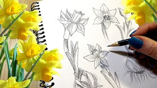 How to Draw a Daffodil STEP BY STEP [upl. by Hnaht]