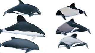 All Porpoises Species  Species List [upl. by Inram707]