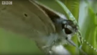 Butterfly Eggs and Caterpillar Survival  Life In The Undergrowth  BBC [upl. by Halilahk894]