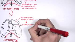 Mechanism of Breathing [upl. by Trace]