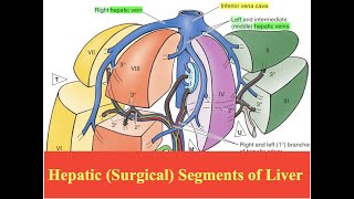 Hepatic Surgical Segments of Liver [upl. by Ing334]