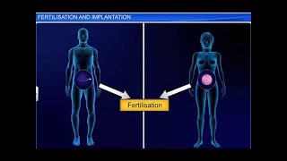 CBSE Class 12 Biology Human Reproduction – 4 Fertilization and Implantation [upl. by Samot]