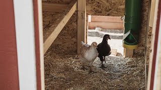 Feeding Chickens from Chick Starter to Egg Layers [upl. by Ave]