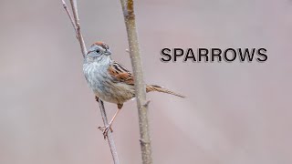 Golden crowned Sparrow [upl. by Yendroc]