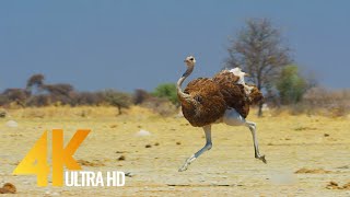 4K Ostrich the Flightless Bird  African Wildlife Documentary Film with Narration [upl. by Eenoj]