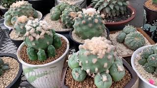 Lophophora Nursery Part 2 [upl. by Norrv]