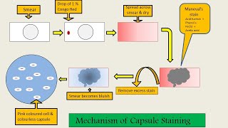 Capsule Staining [upl. by Siraf]