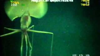 Magnapinna Squid Filmed at Drilling Site [upl. by Zielsdorf516]