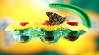 Butterfly Feeder Easy Project for Kids  Insect Lore [upl. by Mlawsky]