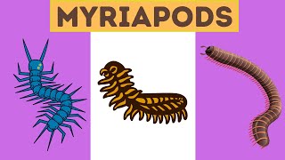 Myriapods Characteristics [upl. by Ydac]