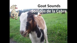 Goat Sounds Goat Pictures The Sound A Goat Makes Animal Sounds  Sonido de la Cabra Animales [upl. by Yllor]