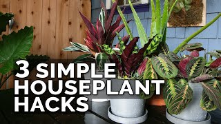 3 Simple Houseplant Care Tips to Keep Your Plants Healthy [upl. by Drewett]