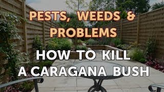 How to Kill a Caragana Bush [upl. by Zinn]