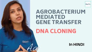 Agrobacterium Mediated Gene Transfer  Part 4  DNA Cloning [upl. by Sundberg295]