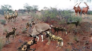 Wild Dogs Attack And Eat Live Antelope Oryx PeanutsWild Dog Vs Oryx [upl. by Dnama]