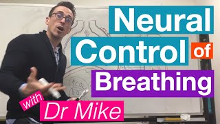 Neural Control of Breathing  Respiratory System [upl. by Naesyar]