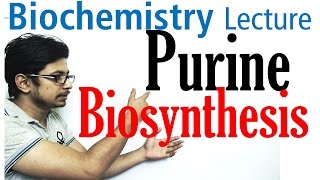 Purine biosynthesis [upl. by Earized367]