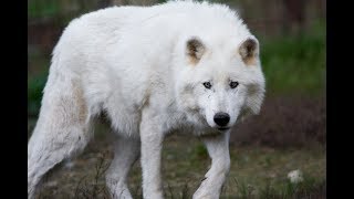 13 Things worth knowing about the ARCTIC WOLF [upl. by Aronoff]