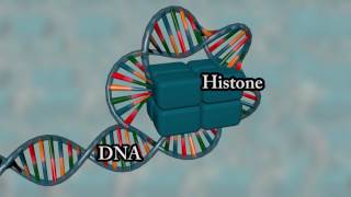 Chromosome structure  Medical animation [upl. by Atinat]