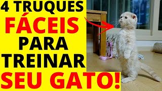 como adestrar um gato  4 TRUQUES SIMPLES para TREINAR seu gato [upl. by Rabaj]