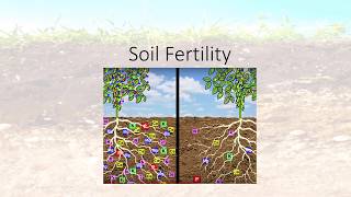 Soil Fertility [upl. by Taddeo]