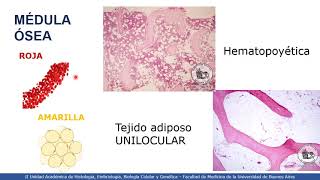 VIDEHISTO 14  Médula ósea  Tejido hematopoyético [upl. by Yddor]