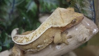 How to buy your first Crested Gecko [upl. by Mil]