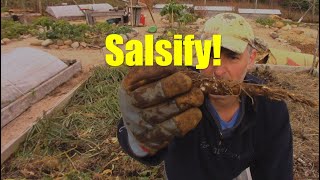 Harvesting Salsify for the 1st Time Ever [upl. by Siblee476]