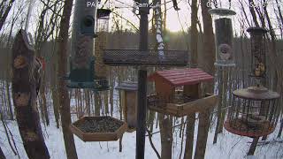 Male pileated woodpecker call [upl. by Atsira]