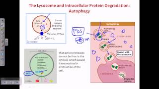 Autophagy [upl. by Ilrebmik]
