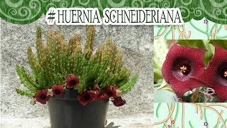 Suculentadodia  Huernia Schneideriana [upl. by Hpesoj]