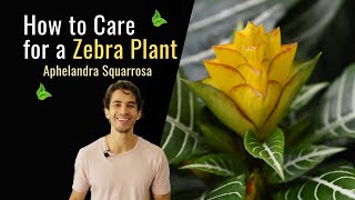 How to Care for a Zebra Plant Aphelandra Squarrosa [upl. by Lehcem]