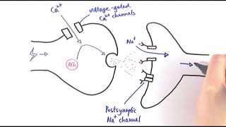 A2 Biology  Cholinergic synapses OCR A Chapter 135 [upl. by Sibyls]