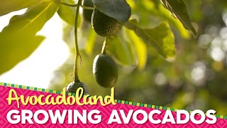 Avocadoland  Episode 1  Avocados From Mexico [upl. by Gunthar]