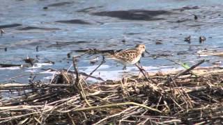 Incredible Wetlands  IMPA Award Winner [upl. by Jephum537]