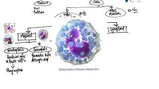 Leukocytes Introduction and Overview [upl. by Bottali]