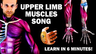 UPPER LIMB MUSCLES SONG Learn in 6 Minutes [upl. by Hickie510]