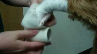 how to apply a pet foot bandage [upl. by Nat]