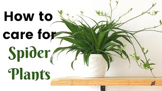 Spider Plant Care Guide [upl. by Ydnac]